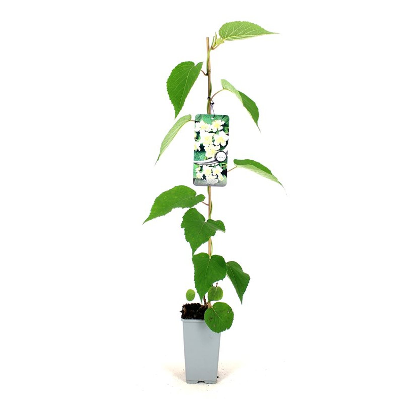 Minikiwi – Actinidia d. 'Atlas' - C2 80-100 CM Stick